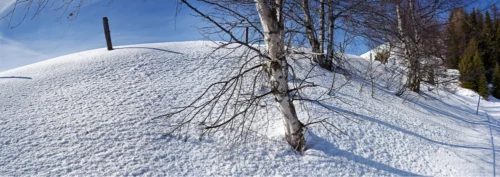 0011 Schneekristalle an einem Hang mit Birken bei Morissen