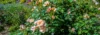 0020 Rosen in einem Garten in Reinach BL