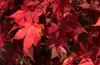 0029 Ahornblätter im Herbst BL