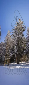 0039 Tannengruppe bei Flims GR