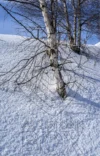 0040 Schneekristalle und Birken bei Morissen Surselva GR