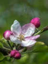 0045 Apfelblüten