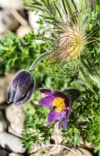 0046 Gewöhnliche Küchenschelle – Pulsatilla vulgaris