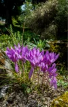 0048 Krokus im Botanischen Garten Basel