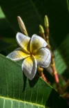 0049 Pumeria rubra. Exotische Blüte aus dem Botanischen Garten Zürich ZH