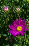 0051 Violette Astern