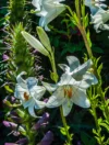 0052 Weisse Iris