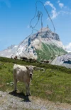 0053 Kühe auf der Alp Nagens oberhalb Flims