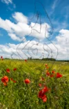 0056 Mohn und Weizen bei Oberwil BL