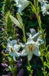 0052 Weisse Lilien