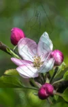 0045 Apfelblüten der Sorte Rubinette Therwil BL